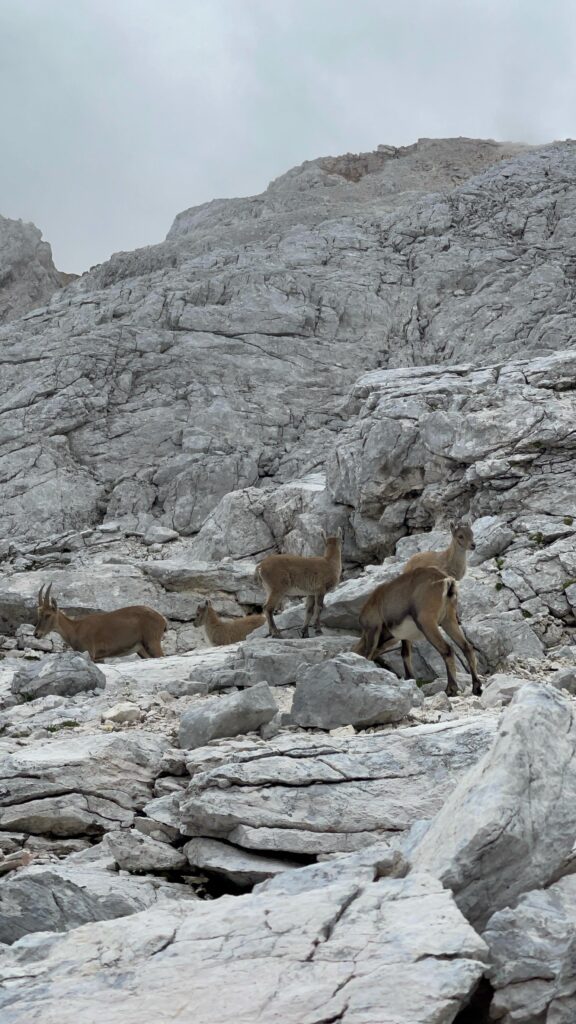 Wild Goats on Triglav Mountain.